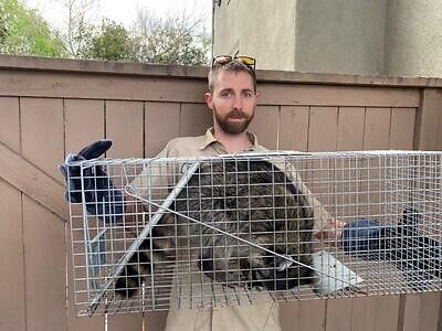 Baltimore raccoon trapping
